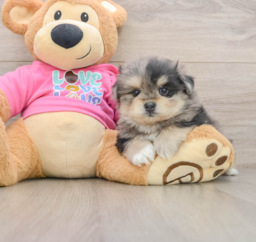5 week old Maltipom Puppy For Sale - Lone Star Pups