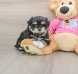 5 week old Maltipom Puppy For Sale - Lone Star Pups