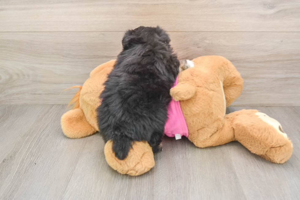 Maltipom Puppy for Adoption