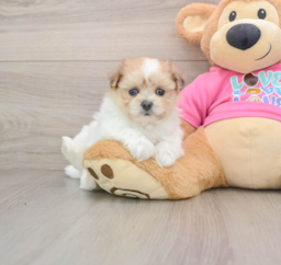 5 week old Maltipom Puppy For Sale - Lone Star Pups