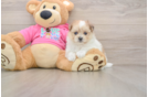 Best Maltipom Baby