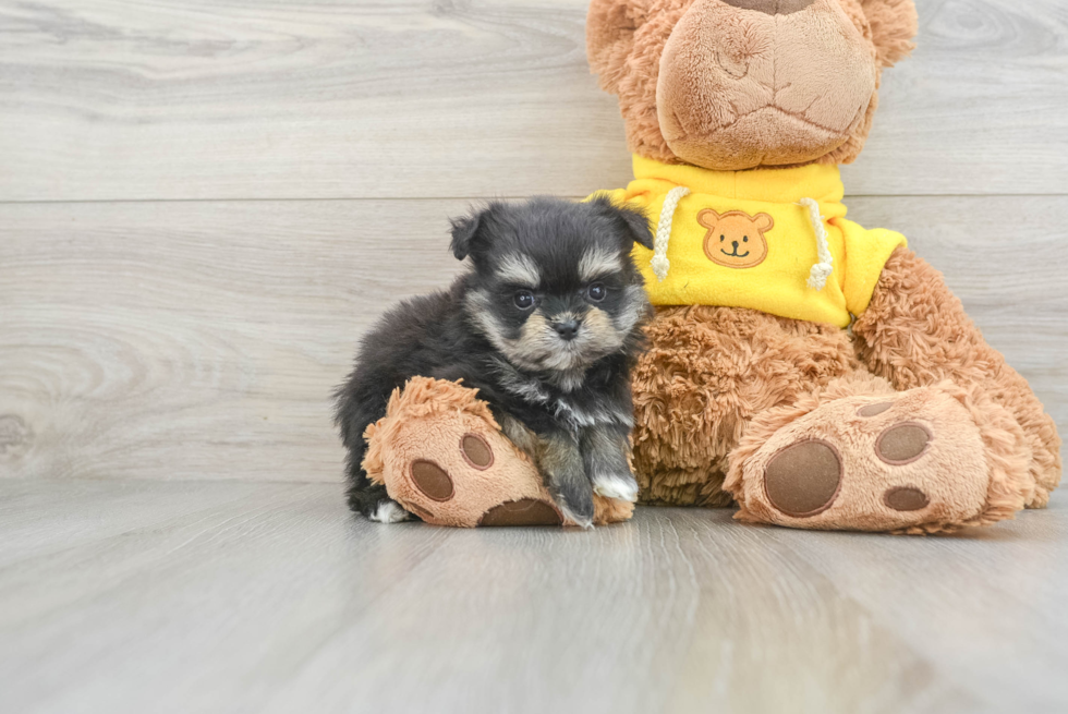 Hypoallergenic Maltipom Designer Puppy