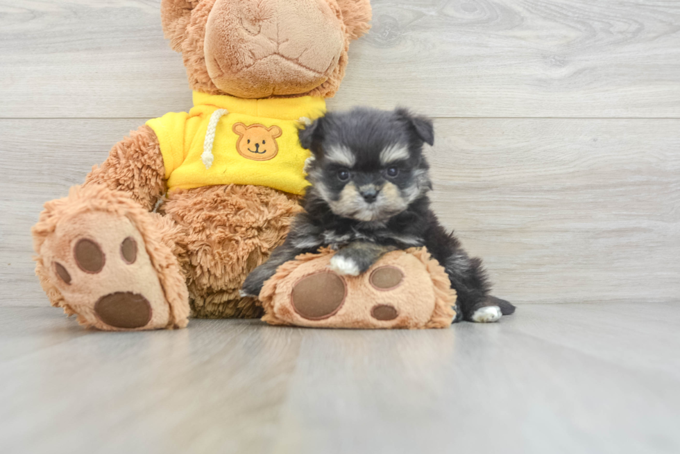 Playful Maltipom Designer Puppy