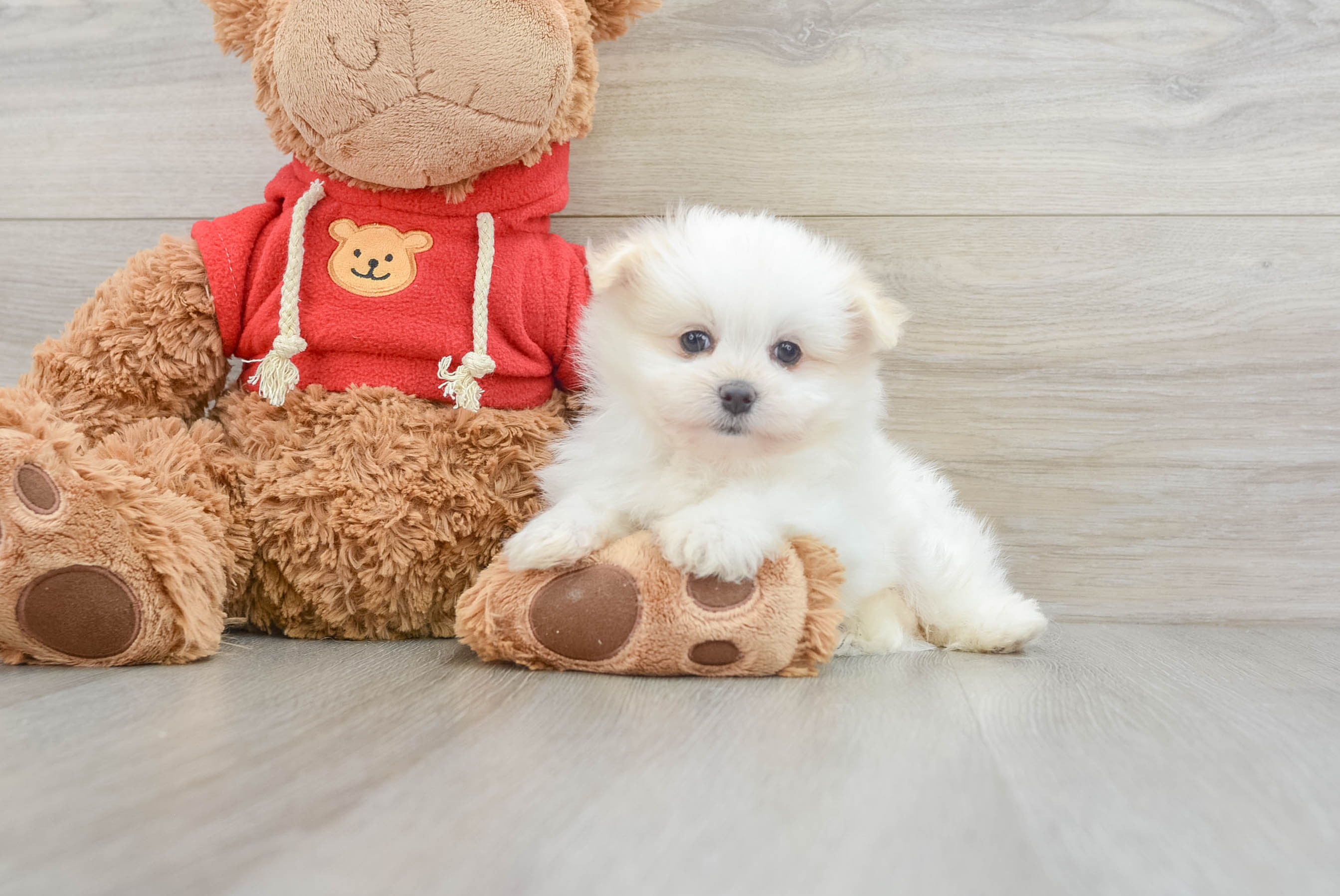 Cute Maltipom Hawaii: 1lb 7oz Designer Puppy