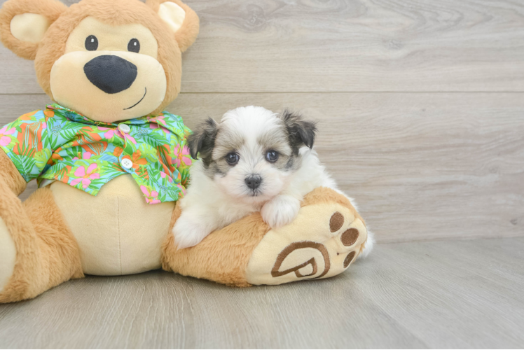 Best Maltipom Baby