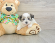 5 week old Maltipom Puppy For Sale - Lone Star Pups