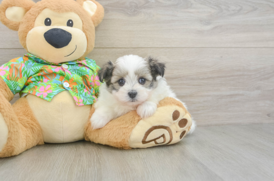 Best Maltipom Baby