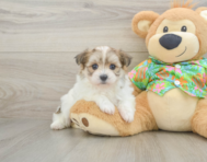 5 week old Maltipom Puppy For Sale - Lone Star Pups