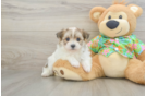 Maltipom Puppy for Adoption