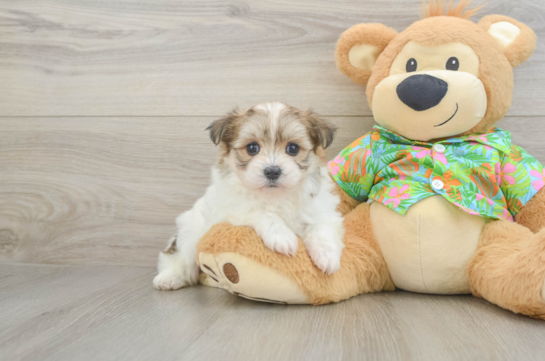 Maltipom Puppy for Adoption