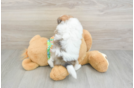 Best Maltipom Baby