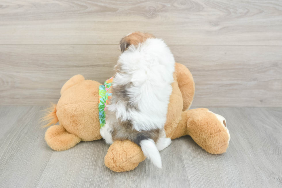 Best Maltipom Baby