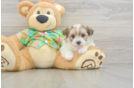 Best Maltipom Baby