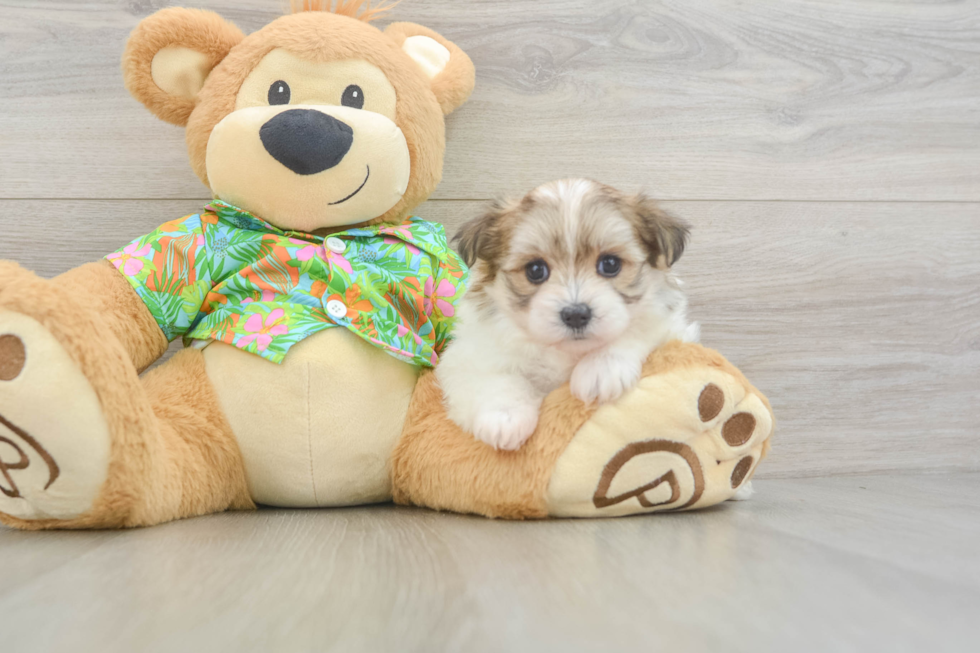 Best Maltipom Baby