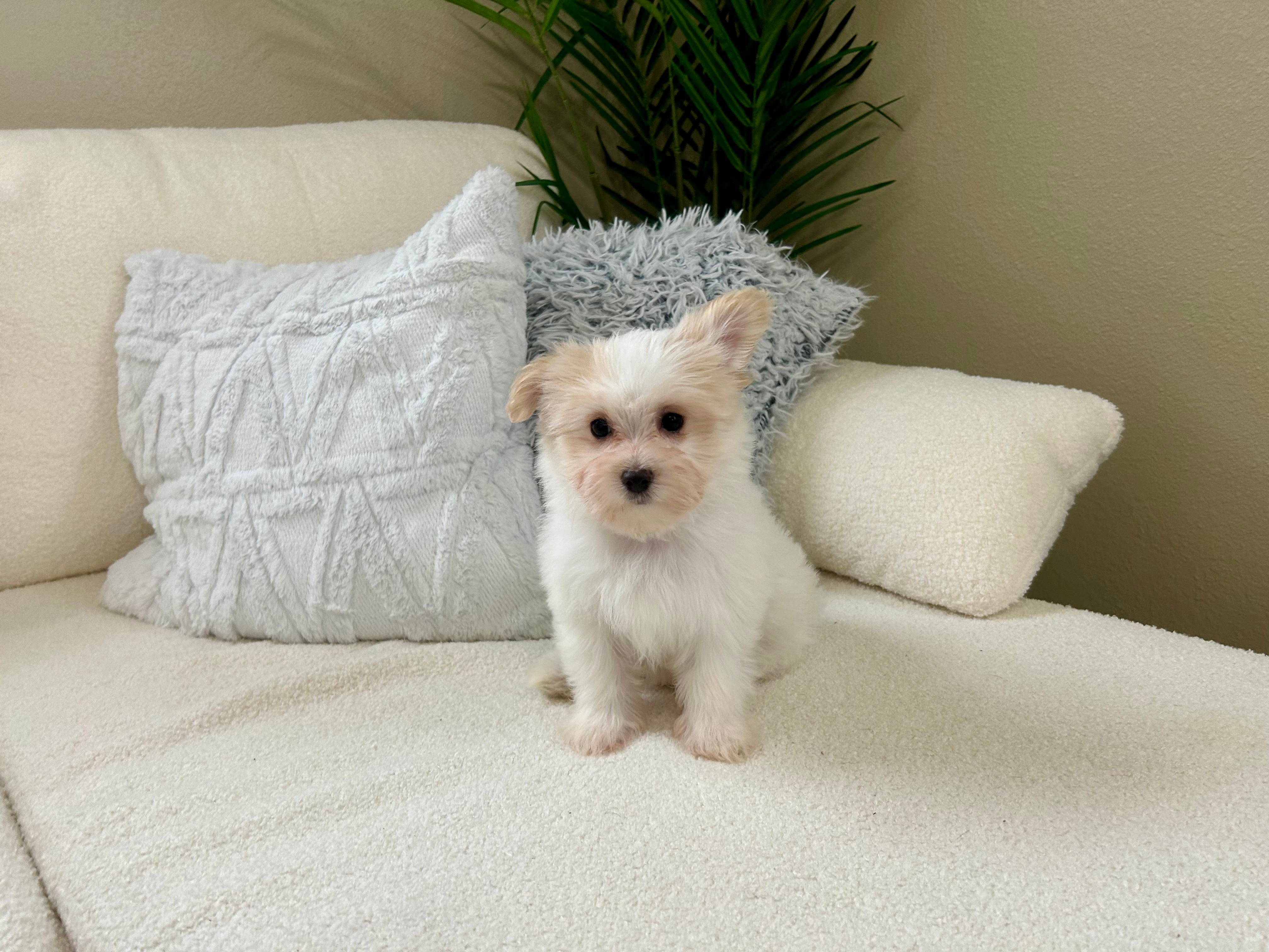 Best Maltipom Baby