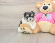 5 week old Maltipom Puppy For Sale - Lone Star Pups