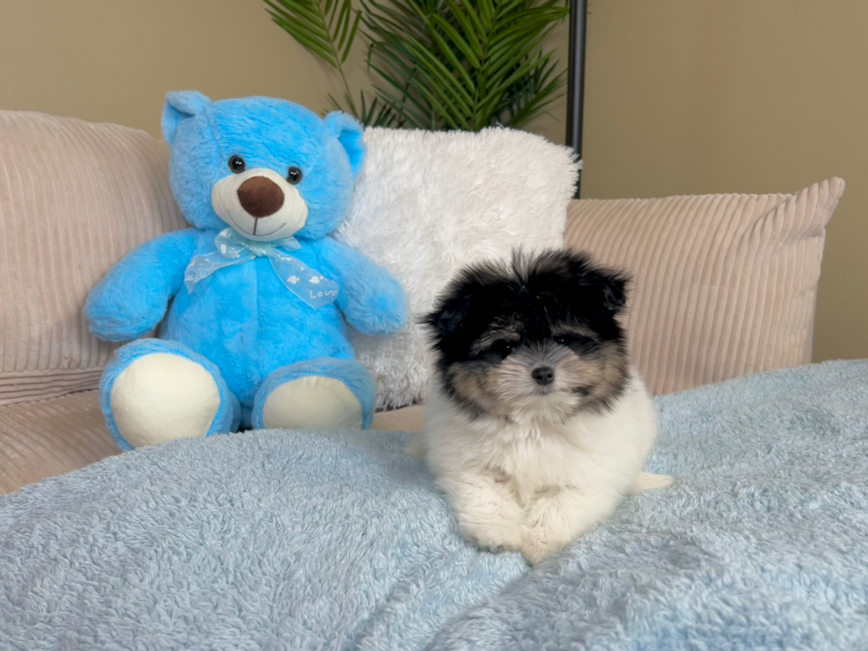 Maltipom Pup Being Cute