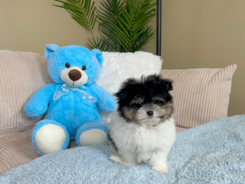 Maltipom Puppy for Adoption