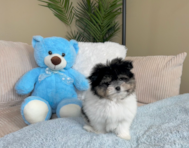 9 week old Maltipom Puppy For Sale - Lone Star Pups