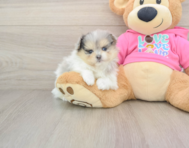 5 week old Maltipom Puppy For Sale - Lone Star Pups