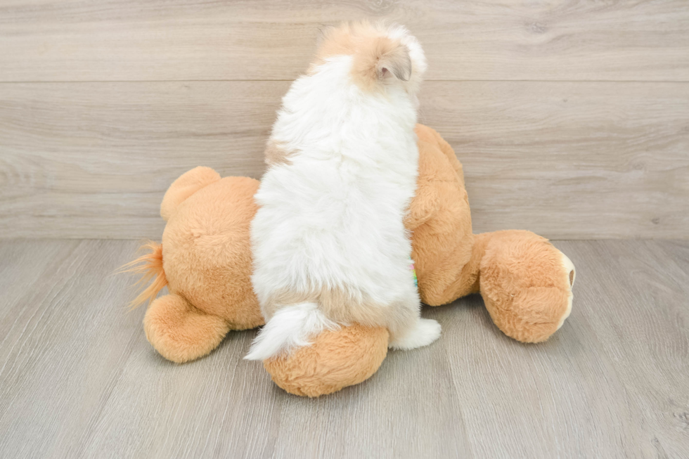 Happy Maltipom Baby