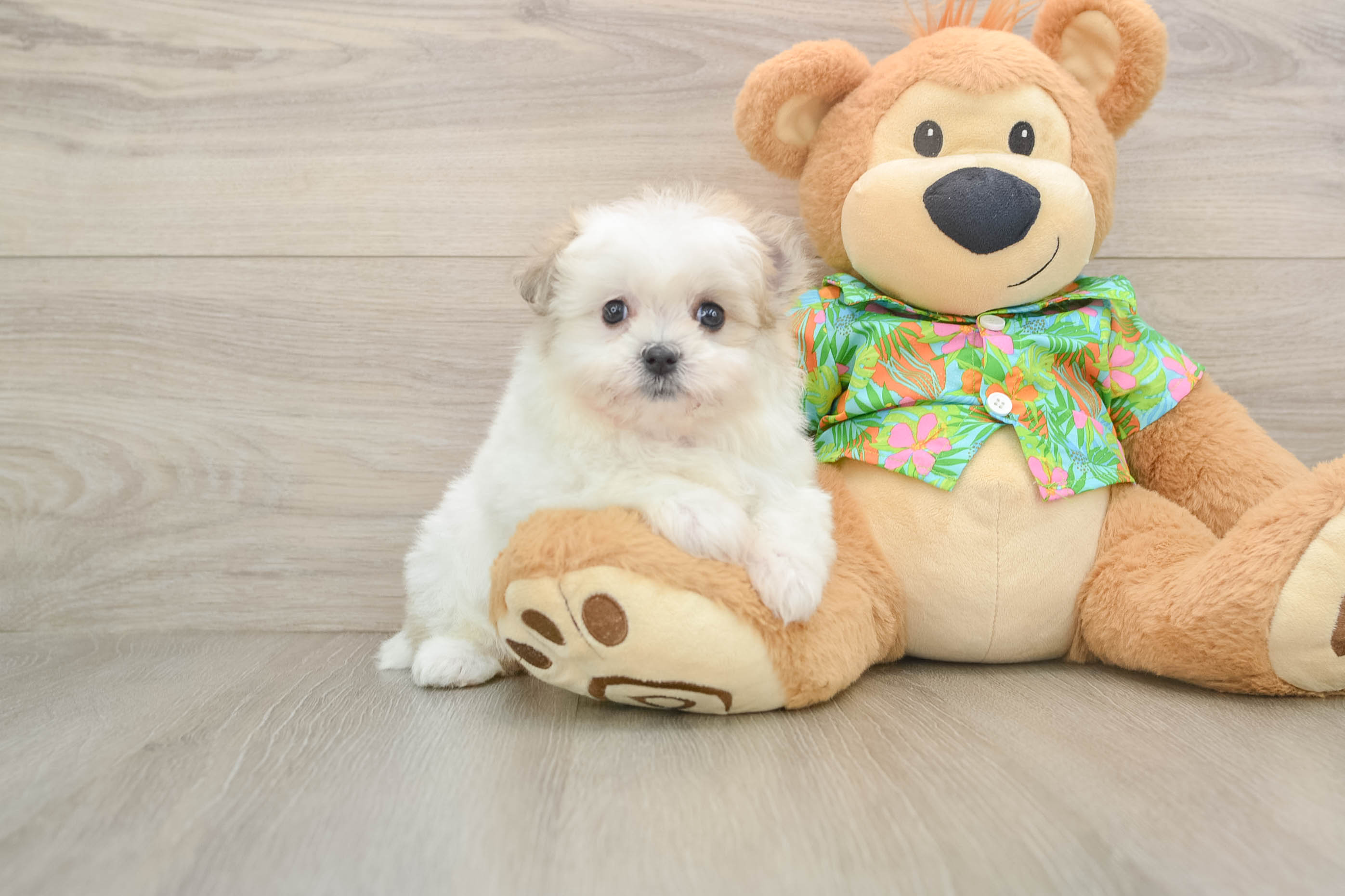 Best Maltipom Baby