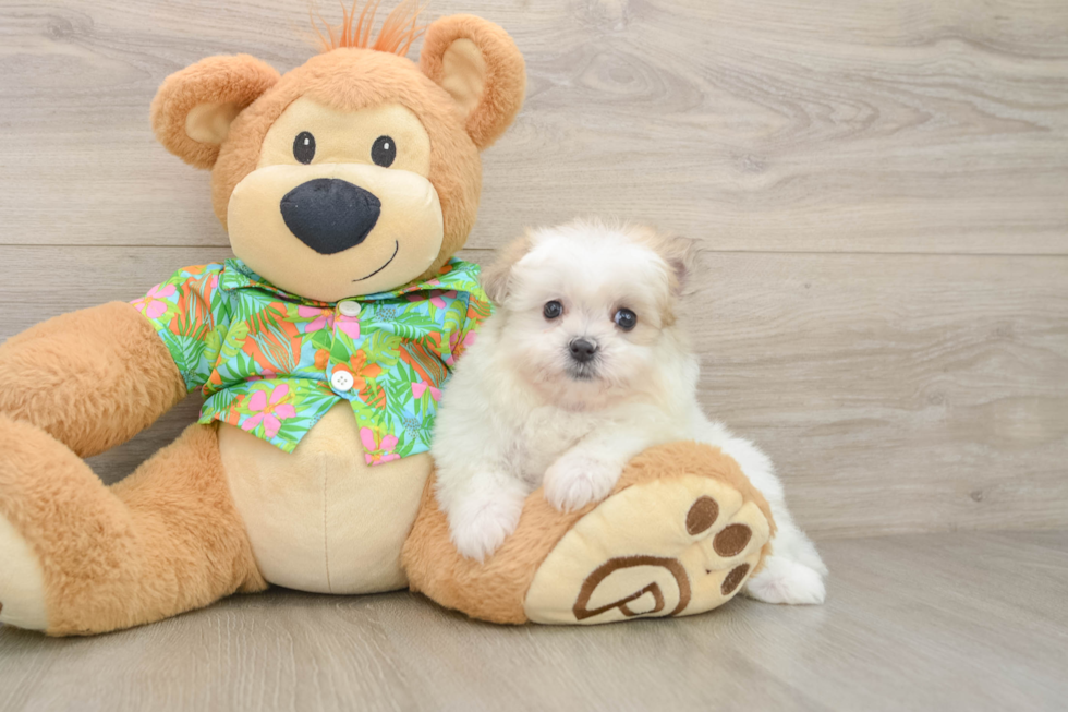 Best Maltipom Baby