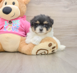 5 week old Maltipom Puppy For Sale - Lone Star Pups