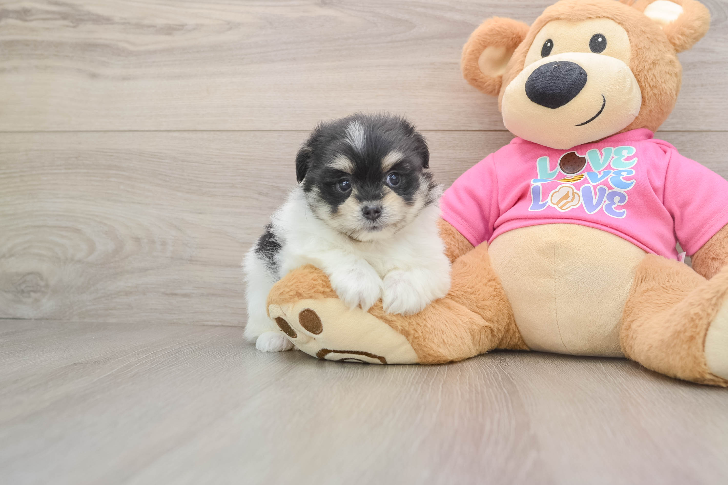 Best Maltipom Baby