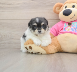 5 week old Maltipom Puppy For Sale - Lone Star Pups