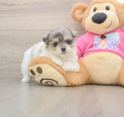 6 week old Maltipom Puppy For Sale - Lone Star Pups