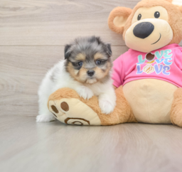 5 week old Maltipom Puppy For Sale - Lone Star Pups