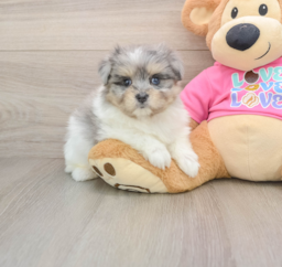 6 week old Maltipom Puppy For Sale - Lone Star Pups