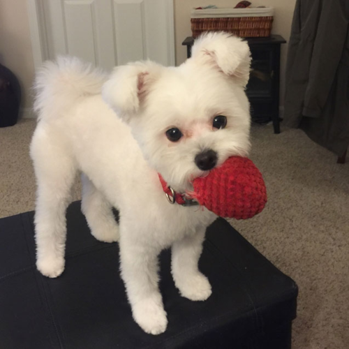Maltipom Puppy For Sale - Lone Star Pups