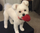 Maltipom Puppies For Sale Lone Star Pups