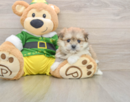 5 week old Maltipom Puppy For Sale - Lone Star Pups