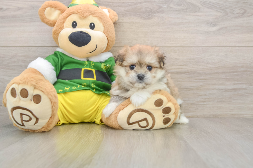 5 week old Maltipom Puppy For Sale - Lone Star Pups