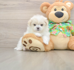 5 week old Maltipom Puppy For Sale - Lone Star Pups