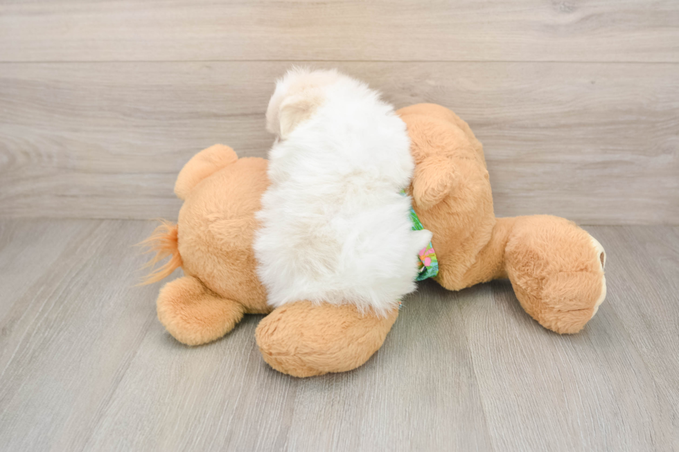 Best Maltipom Baby
