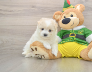 5 week old Maltipom Puppy For Sale - Lone Star Pups