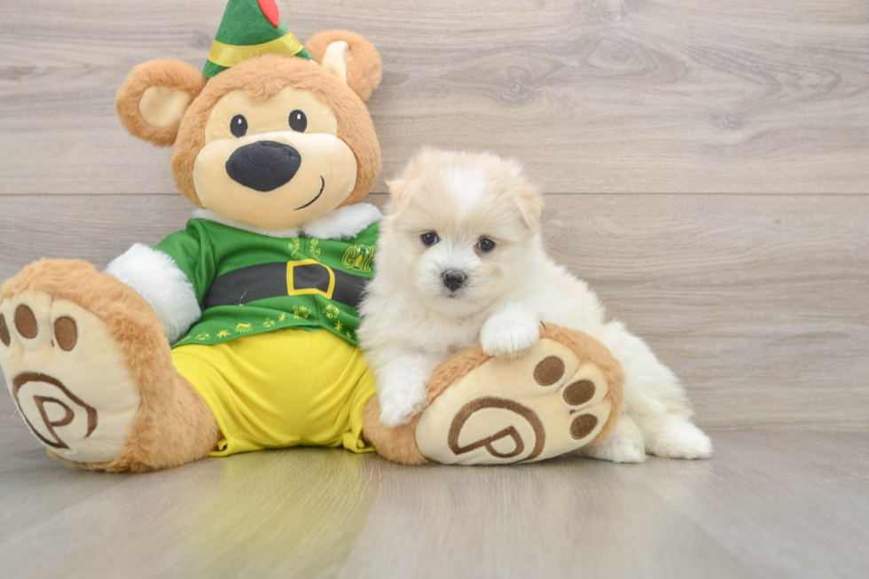 Maltipom Puppy for Adoption