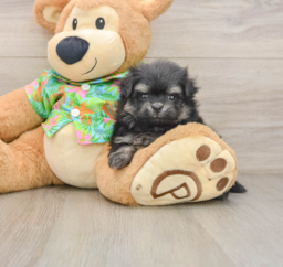 5 week old Maltipom Puppy For Sale - Lone Star Pups