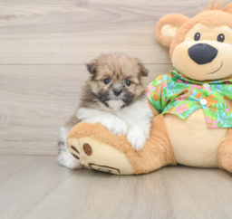 5 week old Maltipom Puppy For Sale - Lone Star Pups