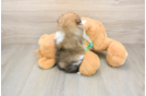 Best Maltipom Baby