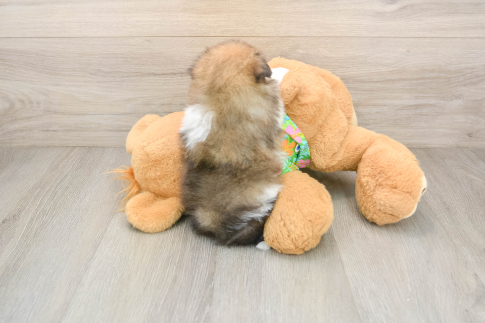 Best Maltipom Baby