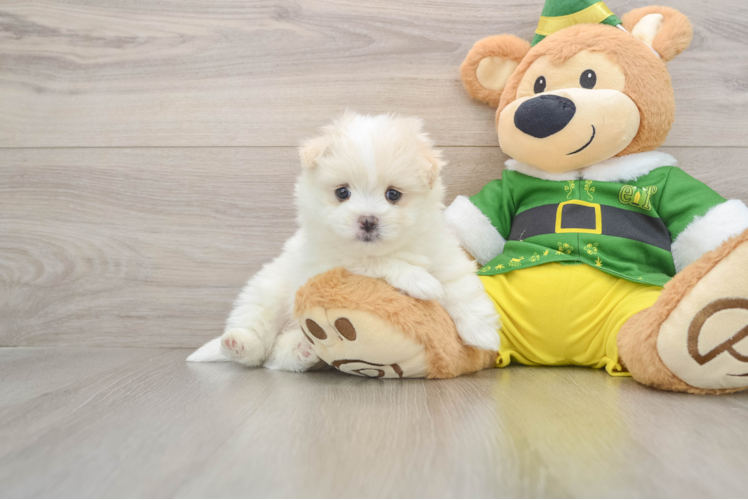 Funny Maltipom Designer Pup