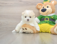 5 week old Maltipom Puppy For Sale - Lone Star Pups