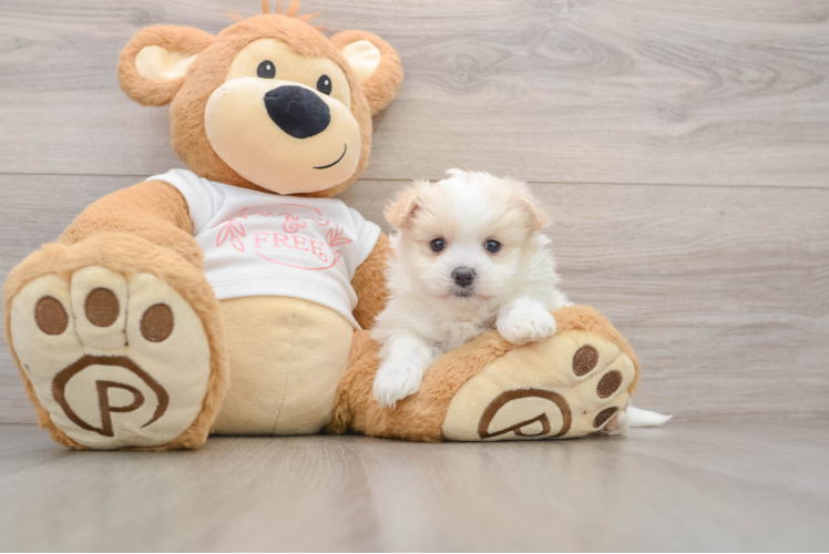 Smart Maltipom Designer Pup