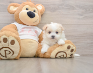 5 week old Maltipom Puppy For Sale - Lone Star Pups