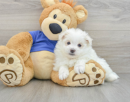 7 week old Maltipom Puppy For Sale - Lone Star Pups